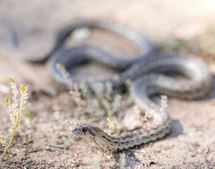 Pituophis-catenifer.webp Gopher snake crawling through the ground