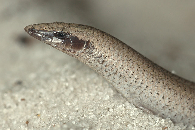 Plestiodon_reynoldsi floreida sand skink close up on the sand