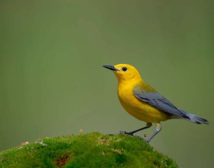 Prothonotary Warbler