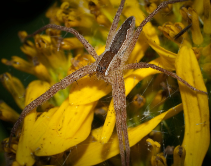 Rabid-Wolf-Spider-Rabidosa-rabida.webp Rabid Wolf Spider in the wild in. a garden close up