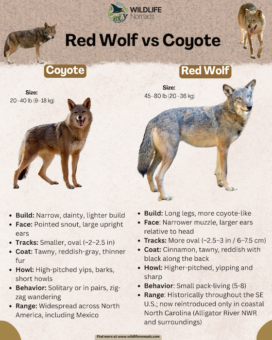 Red-Wolf-vs-Coyote-comparison-infographic.webp Red-Wolf-vs-Coyote infographic comparisson
