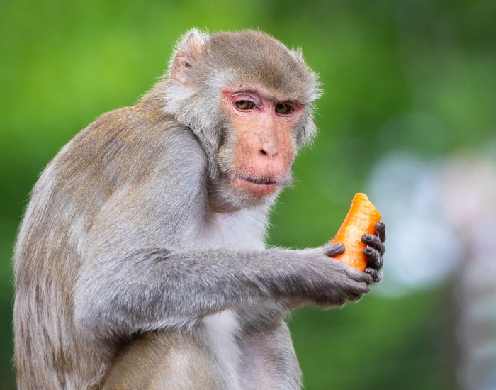 Rhesus-Macaque-eating.webp rhesus macaque monkey eating a fruit
