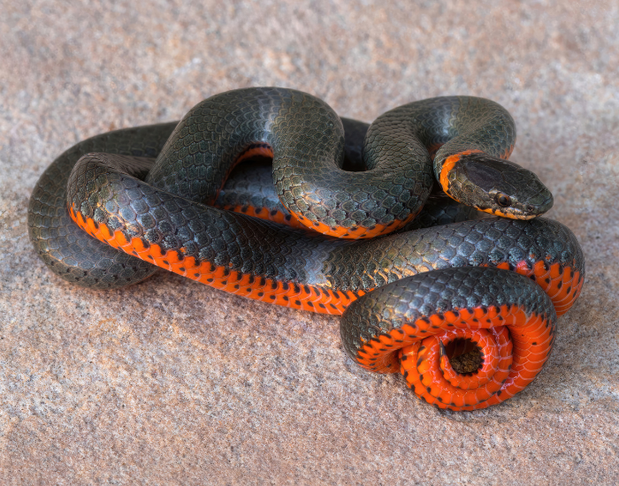 Ringneck-Snake-Diadophis-punctatus.webp Ring necked snake curled on a rock