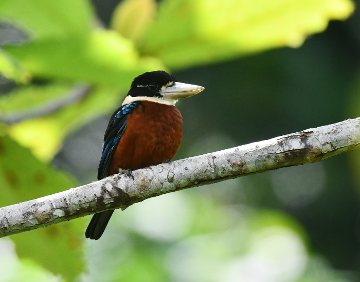 Rufous-bellied Kookaburra  in the wild
