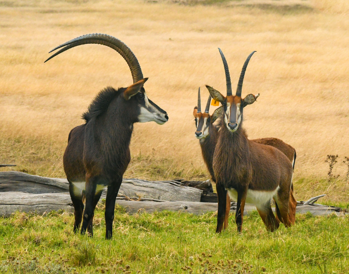 Sable antelope on a Zimbabwe Hwange safari