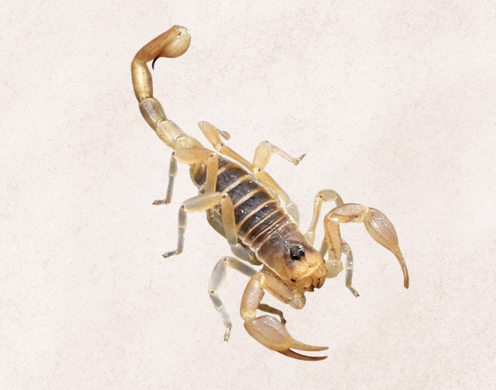 illustration realistic of a Sand Scorpion