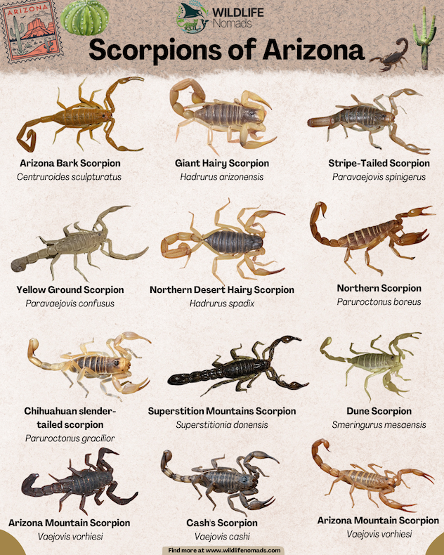 An educational reference guide titled "Scorpions of Arizona" by Wildlife Nomads, featuring a grid layout of twelve distinct scorpion species found in the state. Each photo cutout includes the common and scientific names, such as the Arizona Bark Scorpion, Giant Hairy Scorpion, and Superstition Mountains Scorpion.