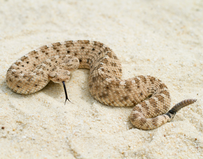 Sidewinder Rattlesnake on sand in the desert