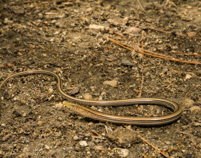 Slender-Glass-Lizard-Ophisaurus-attenuatus.webp Slender-Glass-Lizard on the ground