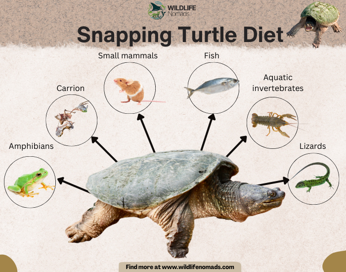 Snapping-Turtle-Diet.webp infographic showing a snapping turtle and its diet or food sources