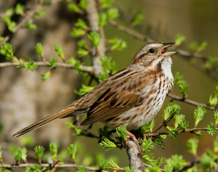 Song Sparrow on a tree