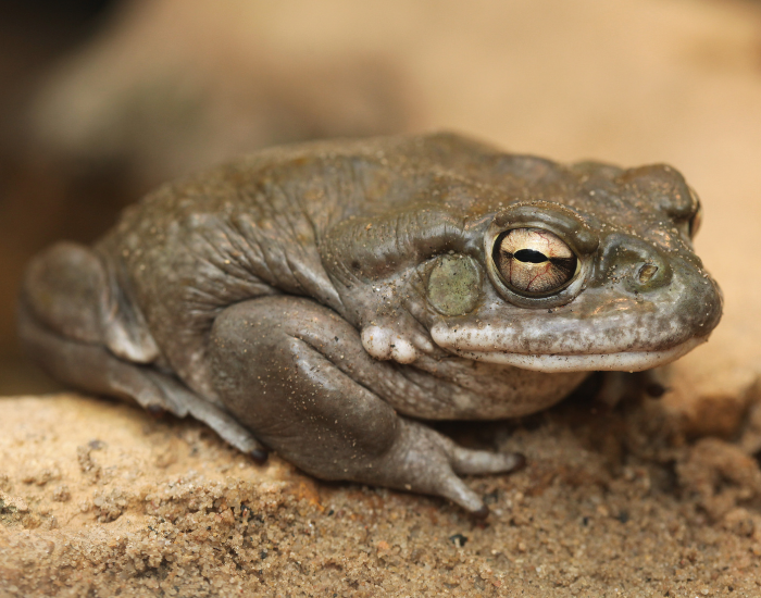 Sonoran-Desert-toad-3.webp Sonoran Desert toad clos eup