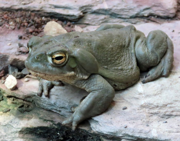 Sonoran-Desert-toad-6.webp sonoran toad in its habitat on top of a rocky soil