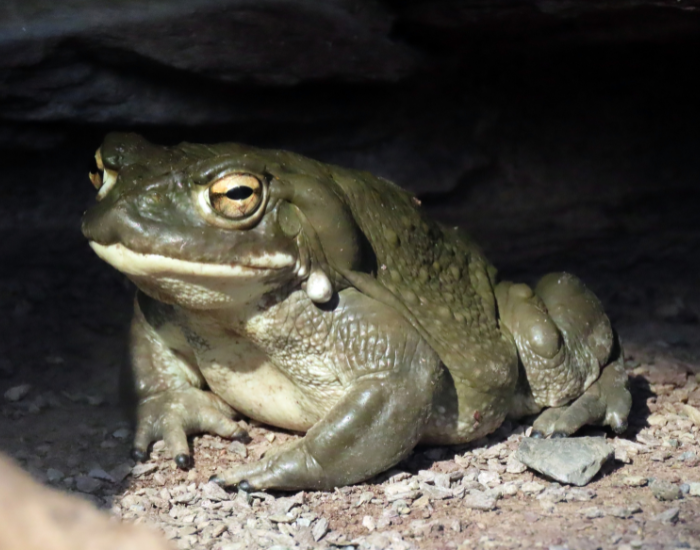 Sonoran-Desert-toad-adult.webp Sonoran desert toad in the wild