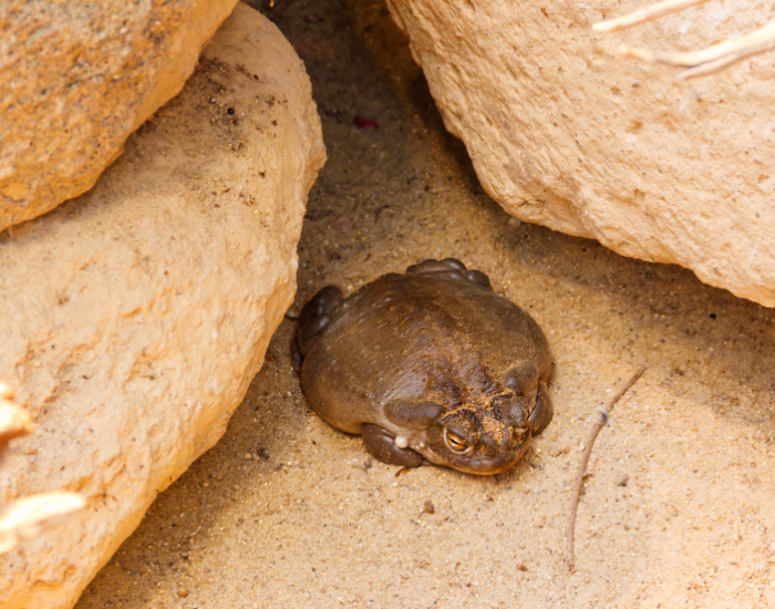 Sonoran-Desert-toad-hidden-rock.webp sonoran desert toad hidden within rocks