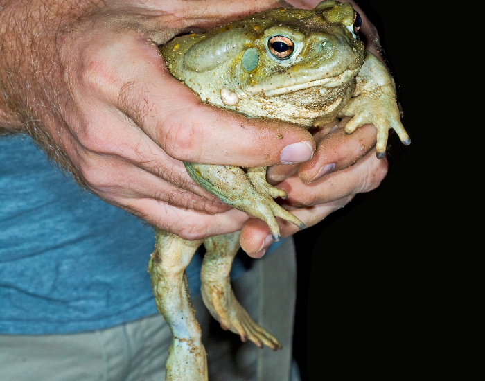Sonoran-Desert-toad-holding.webp a sonoran desert toad been holded by hand