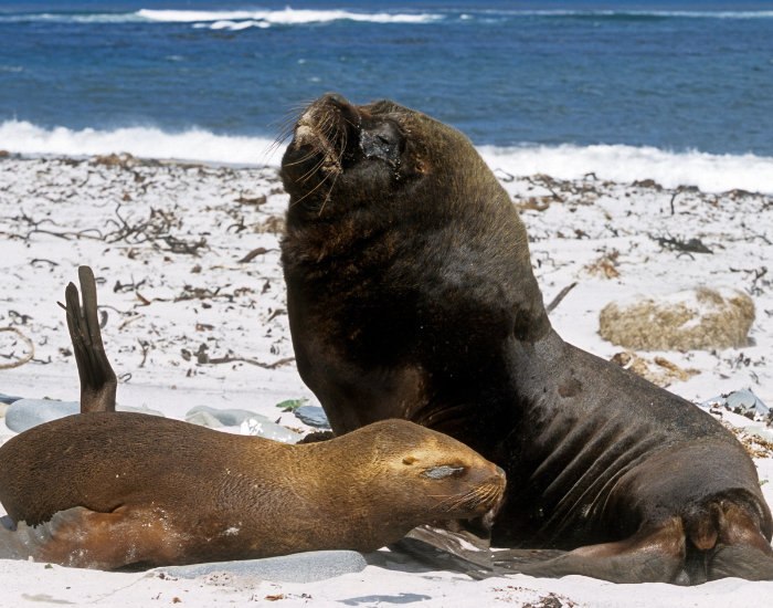 South-American-Sea-Lions-2.webp two south american sea lions on the beach