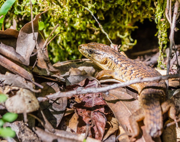 Southern-Alligator-Lizard-reduced-limb-form-Elgaria-multicarinata.webp Southern-Alligator-Lizard in its habitat