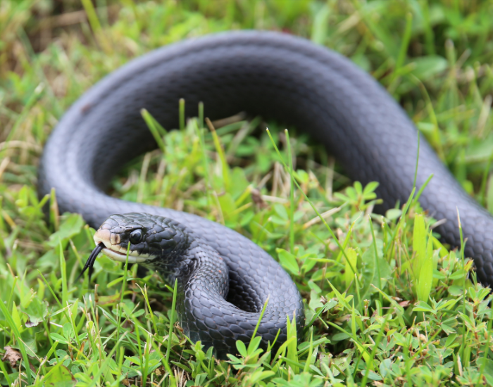 Southern Black Racer on grass