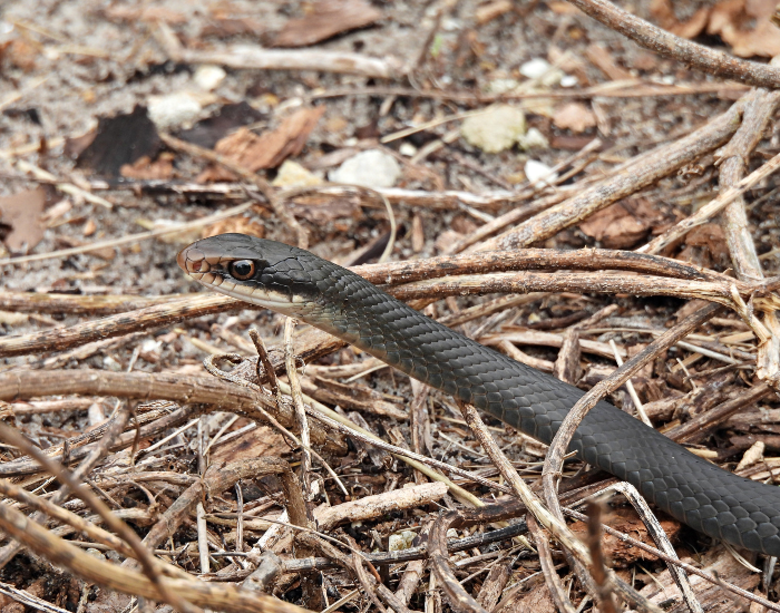 Southern-Black-Racer-Coluber-constrictor-priapus.webp