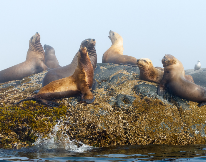Steller-Sea-Lions.webp Steller Sea Lions group on top of rocks next to the ocean