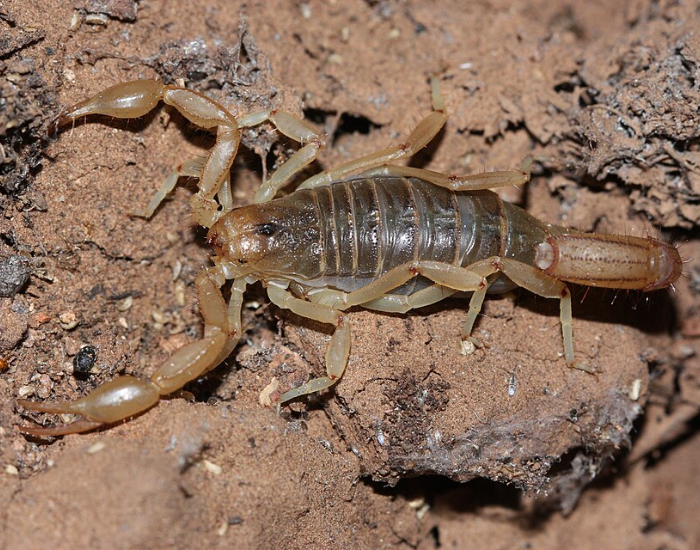 A close-up of a brownish-tan stripe-tailed scorpion resting on rocky earth. Its slender pincers are extended forward while its segmented body sits on the dirt.
