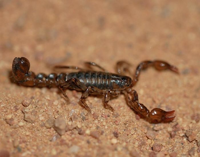 A side-profile view of a dark brown Superstition Mountains scorpion on fine sand. Its tail is raised high in a curl, and its reddish-brown pincers are held open.