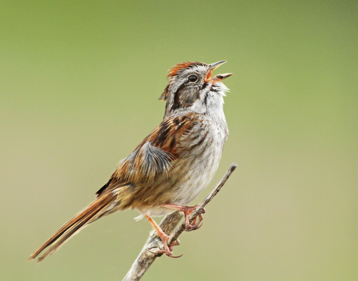 Swamp Sparrow singing