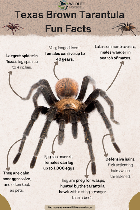 Texas Brown Tarantula facts