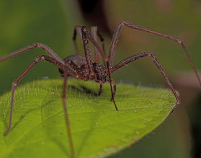Texas-Recluse-Loxosceles-devia.webp texas recluse spider on a leaf