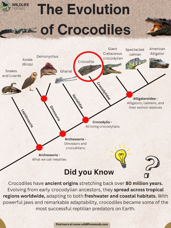 The-Evolution-of-Crocodiles.webp The Evolution of Crocodiles infographic