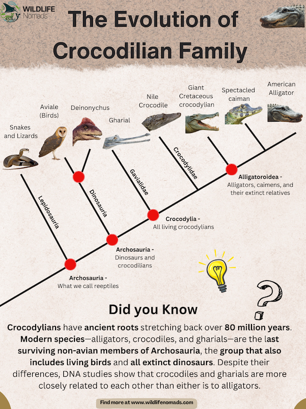 The-Evolution-of-Crocodilian-Family.webp The Evolution of Crocodilian Family infographic