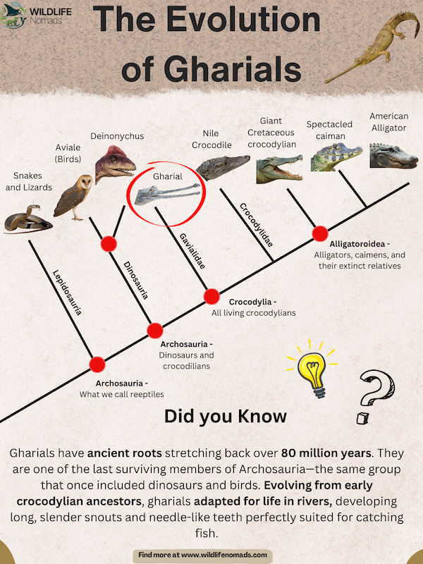 The-Evolution-of-Gharials-1.webp The Evolution of Gharials infographic