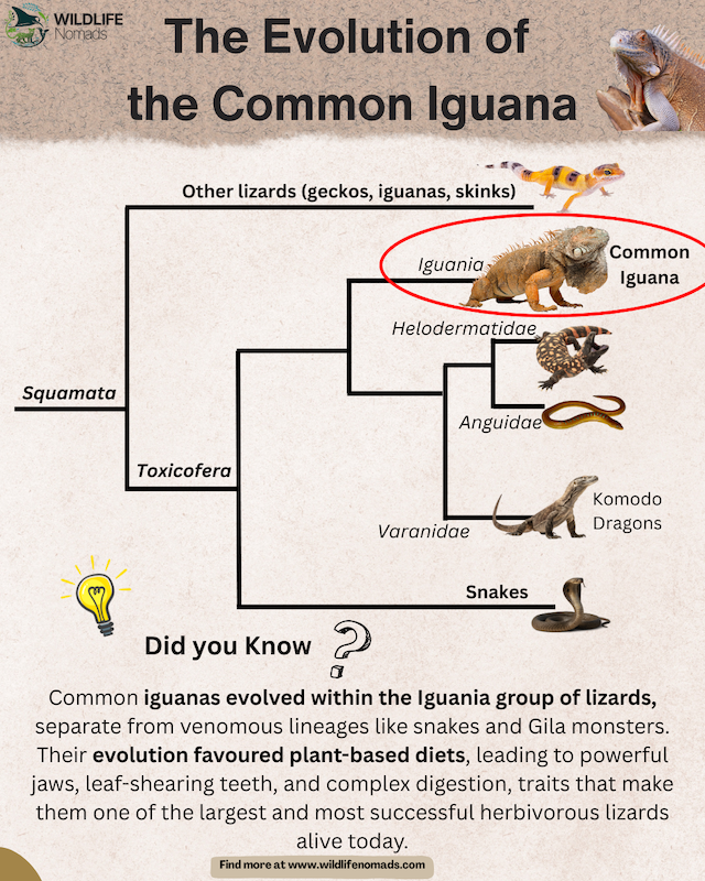 The-Evolution-of-the-Common-Iguana-by-cesar-medina-davila-wildlife-nomads.webp Infographic showing the evolution of an iGUANA