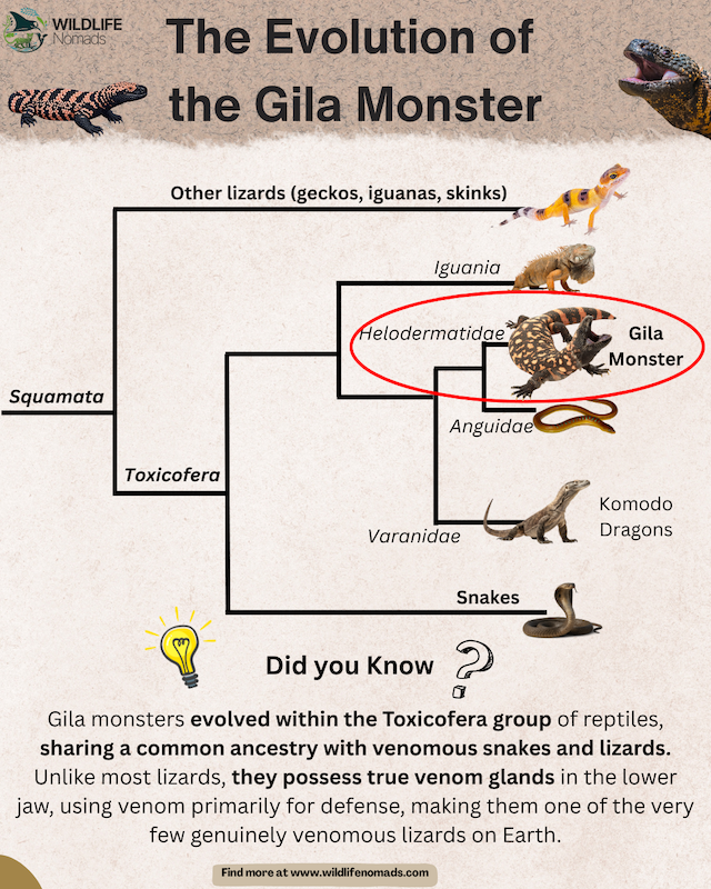 The-Evolution-of-the-Gila-Monster-by-cesar-medina-davila-wildlife-nomads.webp The evolution of the Gila monster infographic
