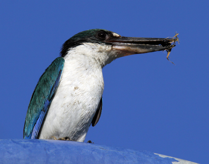 Torresian kingfisher eating an insect