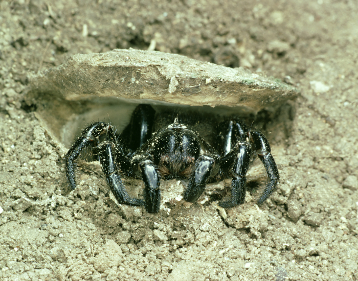 Trapdoor Spider in it sburrow