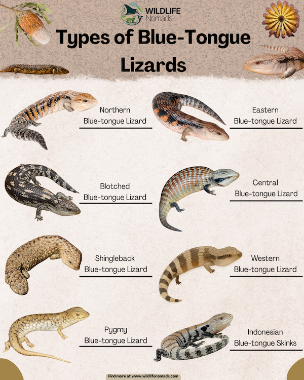 Types-of-Blue-Tongue-Lizards-infographic.webp Infographic showing the types of blue tongue skinks