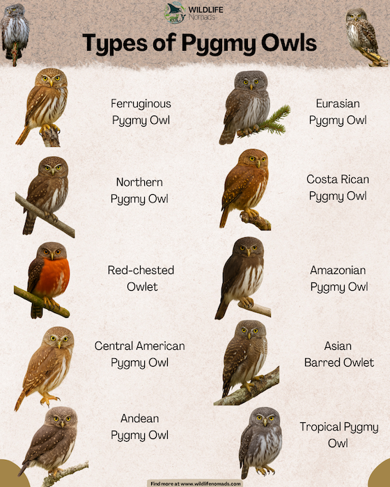 Types-of-Pygmy-Owls-infographic.webp Infographic showing types of pygmy owls