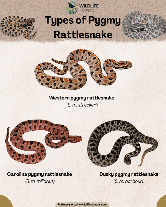 Types-of-Pygmy-Rattlesnake-infographic-copy.webp infographic showing the 3 types of subspecies of the pygmy rattlesnake