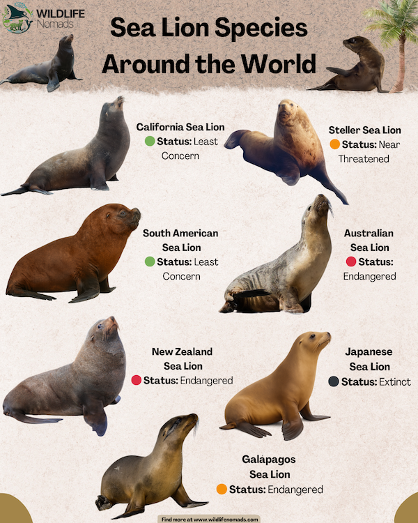 Types-of-Sea-Lions-infographic.webp Infographic showing the 7 species of sea lions