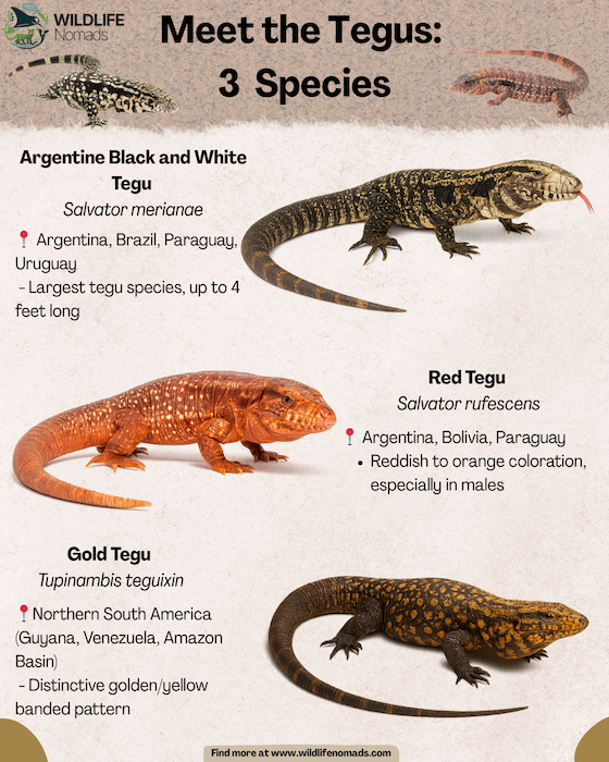 Types-of-tegu-infographic-2.webp 3 Tegus species infographic