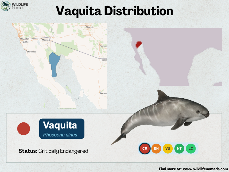 Vaquita-Distribution-map.webp Vaquita Distribution map