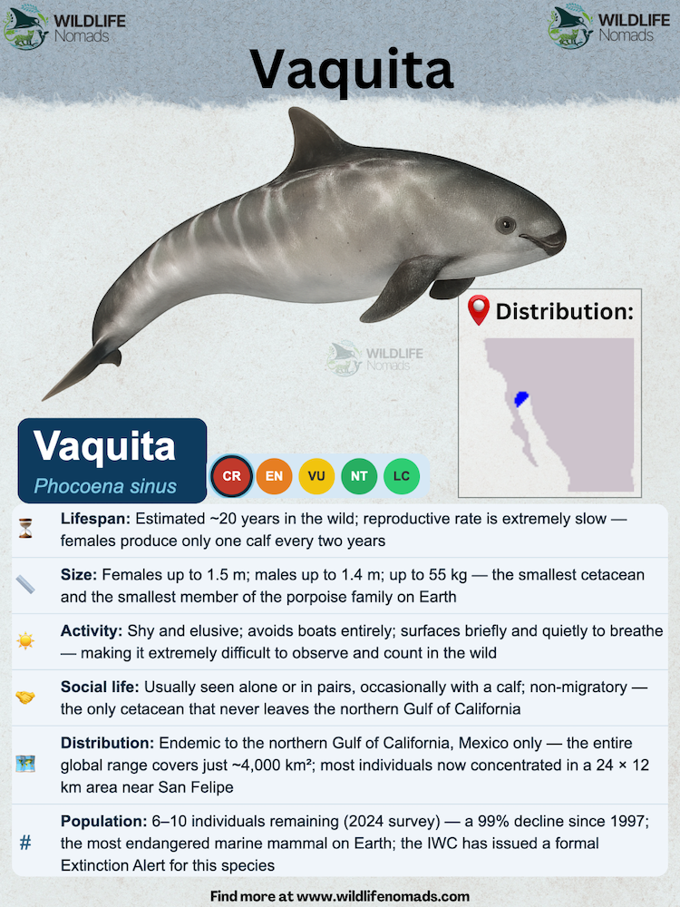 Vaquita-marina-species-animal-profile.webp Vaquita marina species animal profile