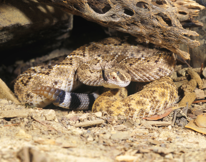 Western Diamondbacks Western Diamondbacks in the desert under a rock