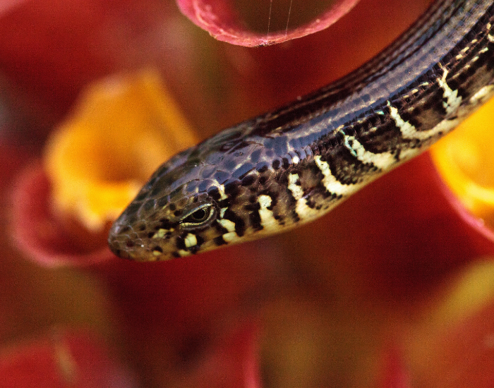 Western-Glass-Lizard-Ophisaurus-compressus.webp Western-Glass-Lizard close up of the head