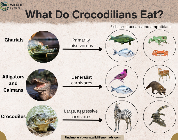 What-Do-Crocodilians-Eat.webp What Do Crocodilians Eat? infographic showing main diet