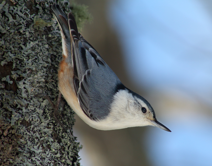 White-Breasted-Nuthatch.webp White-Breasted Nuthatch