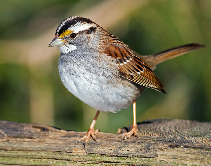 White-Throated Sparrow