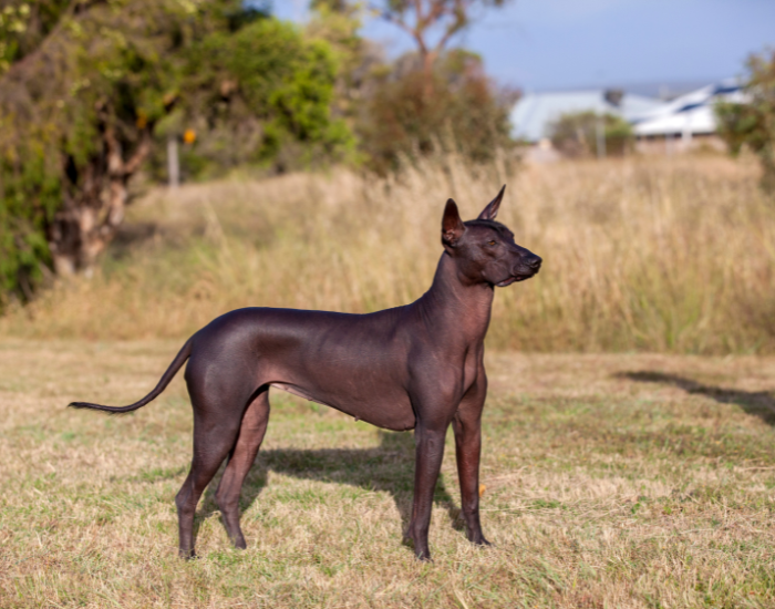 Xoloitzcuintle dog on a grassfield